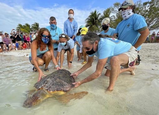 Why Are The Loggerhead Turtles Endangered, and How Can This Be Stopped?