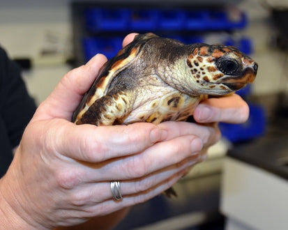 7 Interesting Loggerhead Turtle Facts