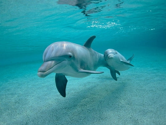 5 Endangered Dolphin Species and How You Can Help Save Them