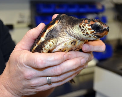 7 Interesting Loggerhead Turtle Facts – Marinelife Mission