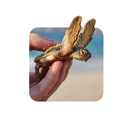The Marine Life Bracelet (Unisex)