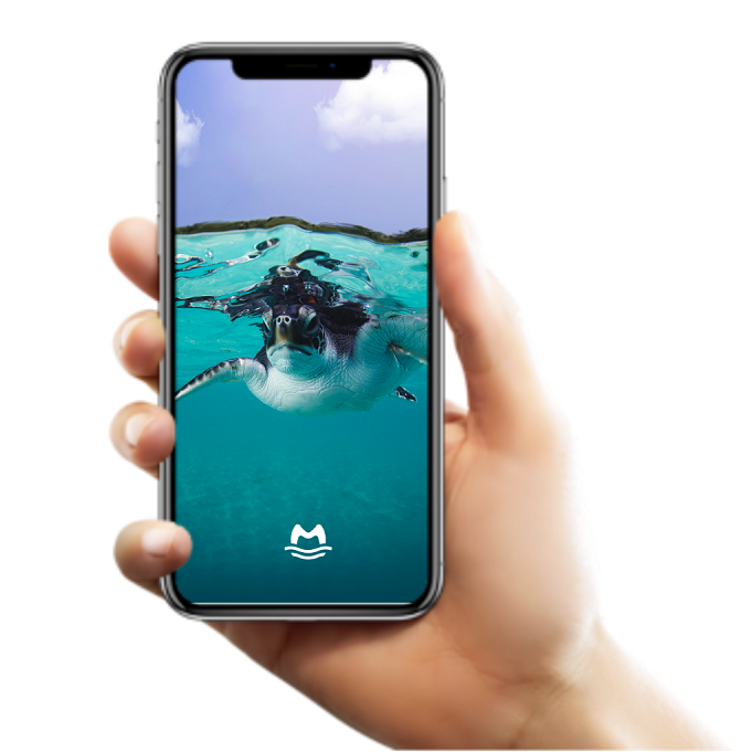 Das Handy-Hintergrundbild „Meeresschildkröte“.